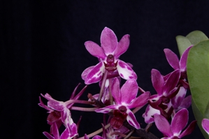 Vandachostylis Pinky Magenta Ice AM/AOS 81 pts.